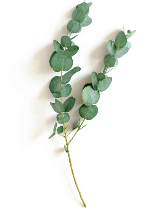 Detail daun eukaliptus